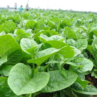 Hạt giống rau Mồng Tơi Cao Sản, sinh trưởng khoẻ, kháng sâu bệnh - gói 20 gam