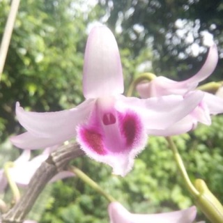 ha_phuc_