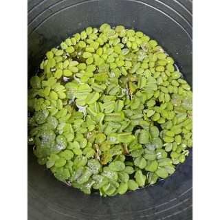 Bèo tai chuột, bèo tổ ong