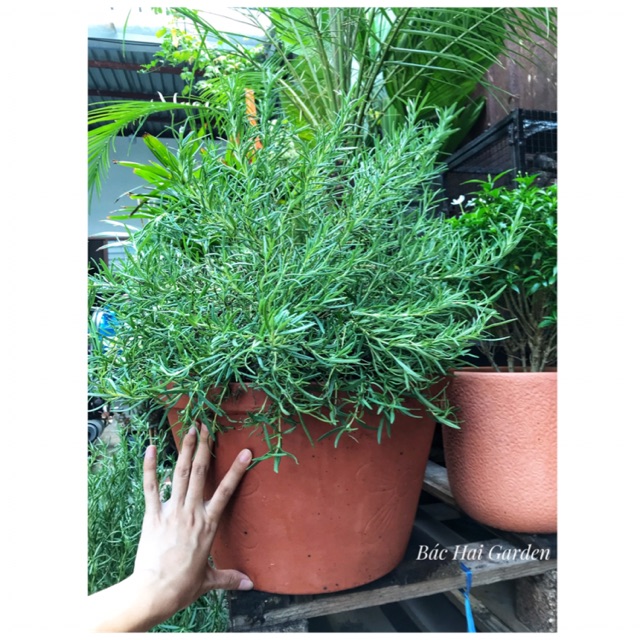 Chậu hương thảo đất nung size đại- Cây gia vị Âu ướp nướng, làm bánh