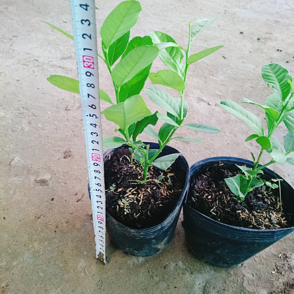 Cây chanh vàng mỹ - cây ăn quả có thể trồng chậu nhanh ra trái sau 5 tháng trồng