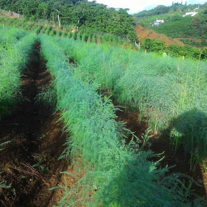 Hạt giống măng tây xanh cao sản