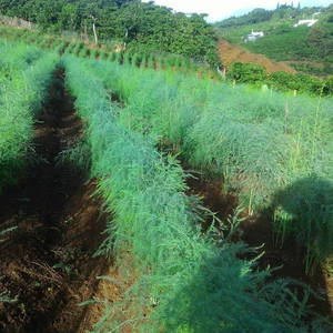 100 Hạt giống măng tây xanh cao sản F1