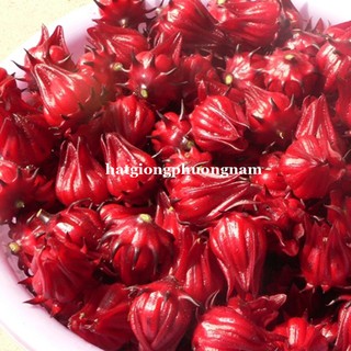 2 Gram - Hạt Giống Atiso Đỏ (Bụp Giấm) Phương Nam