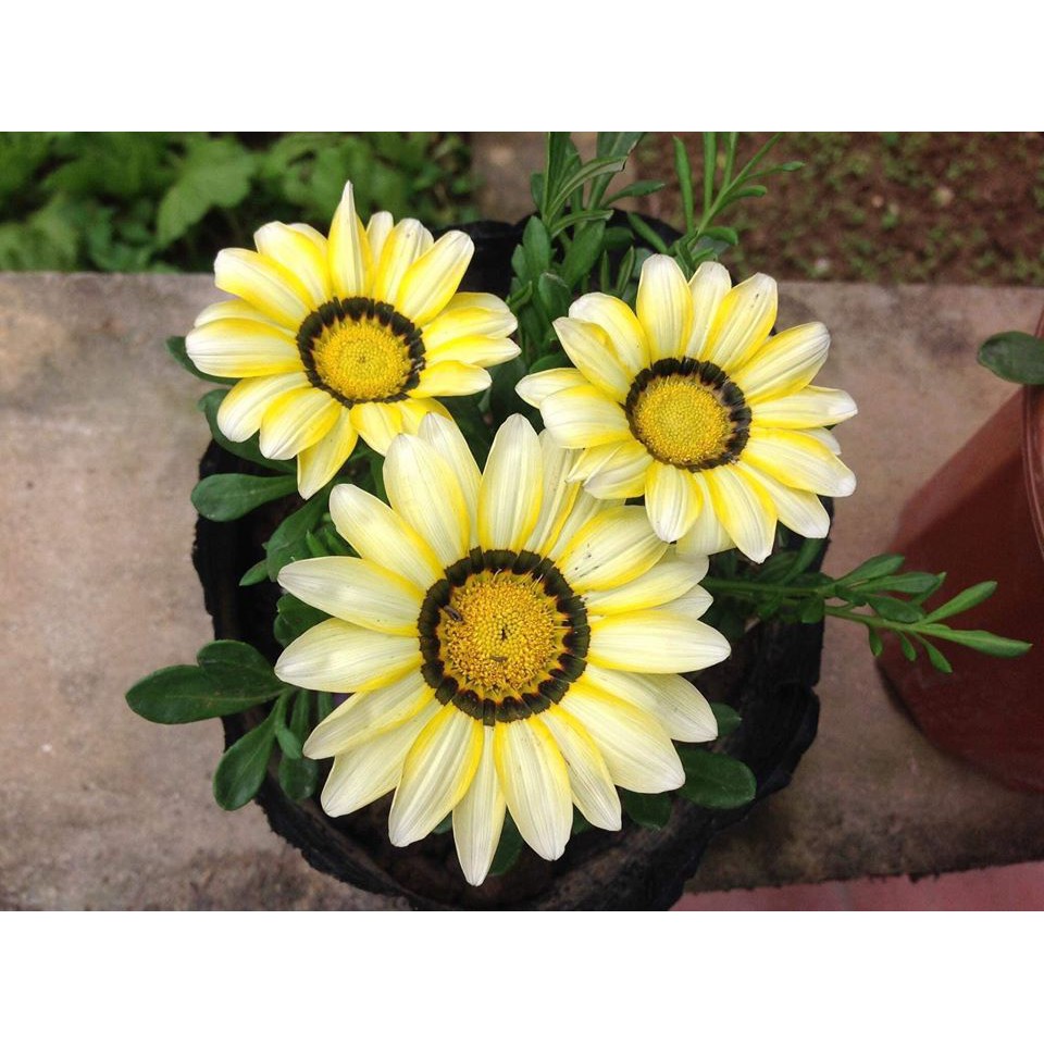 ⚡️Hạt Giống Hoa Cúc Huân Chương nhiều màu 100 hạt  💝 Siêu Xinh❤ nảy mầm cực tốt