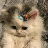 hothinhuquynh1507