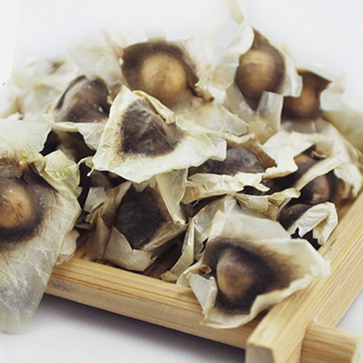 Hạt giống rau chùm ngây