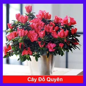 Cây hoa đỗ quyên (cây đang có hoa) - Cây cảnh để bàn