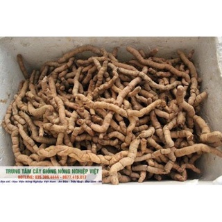 Cây Giống Ba Kích Ngâm Rượu Bao Phê .