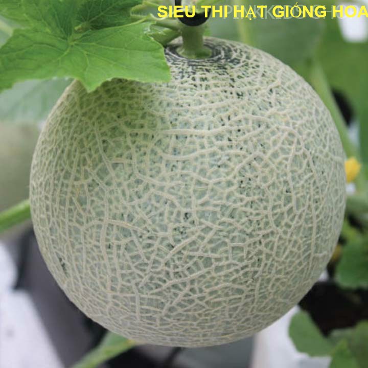 Hạt giống dưa lưới xanh siêu ngọt