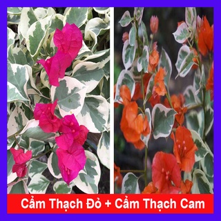 Combo hoa giấy cẩm thạch đỏ + hoa giấy cẩm thạch cam