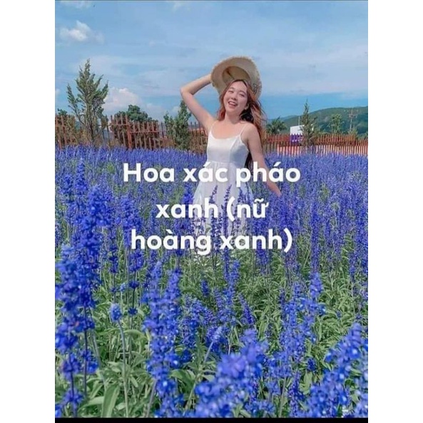 200 hạt giống hoa nữ hoàng xanh ❤️❤️Đẹp Lạ❤️❤️ nảy mầm cực đỉnh