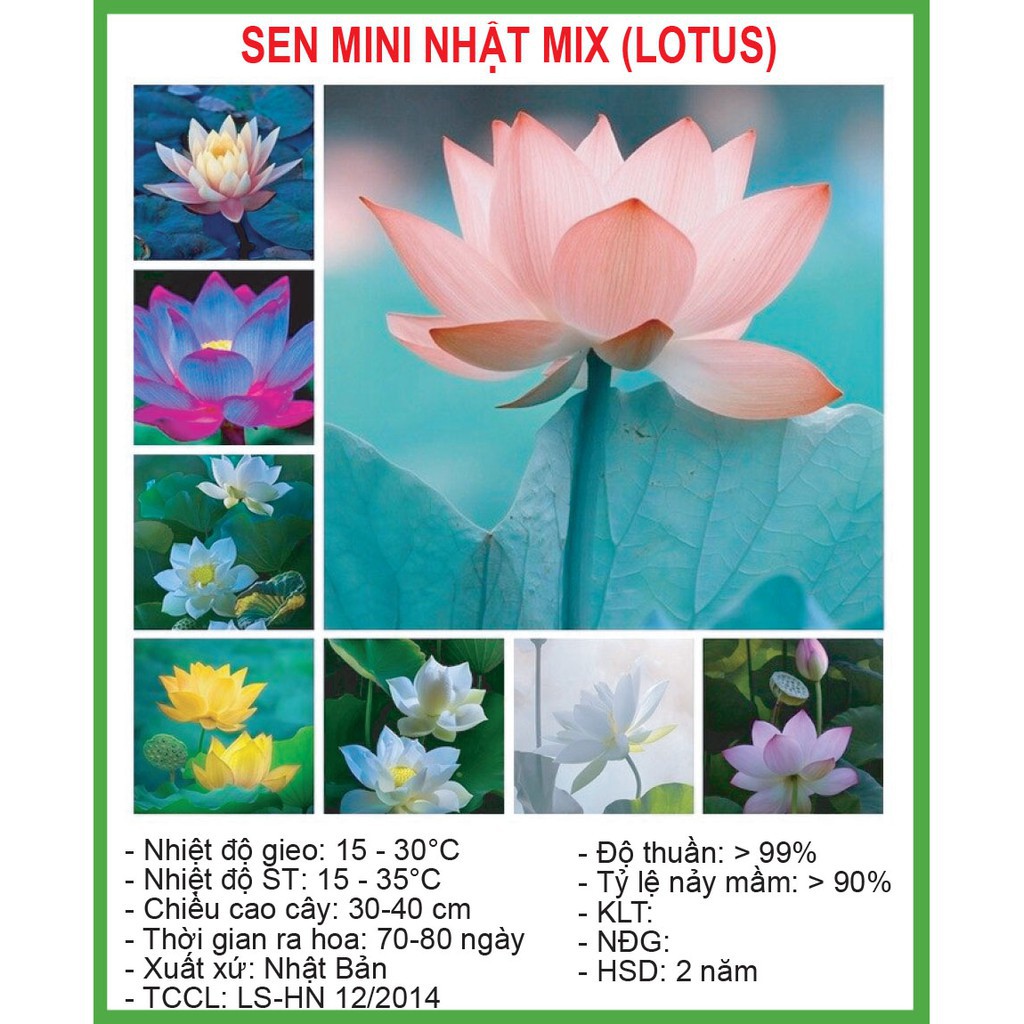[HOT] Hạt Giống Sen Mini Nhật 5 Hạt/ Gói hàng (NEW). | Shopee Việt Nam