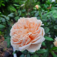 phungmylinh35
