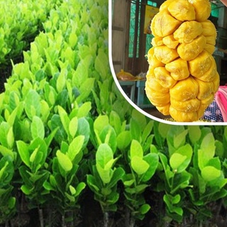 Cây giống mít tố nữ - nữ hoàng các loài mít múi to sai quả thơm vàng ngọt .