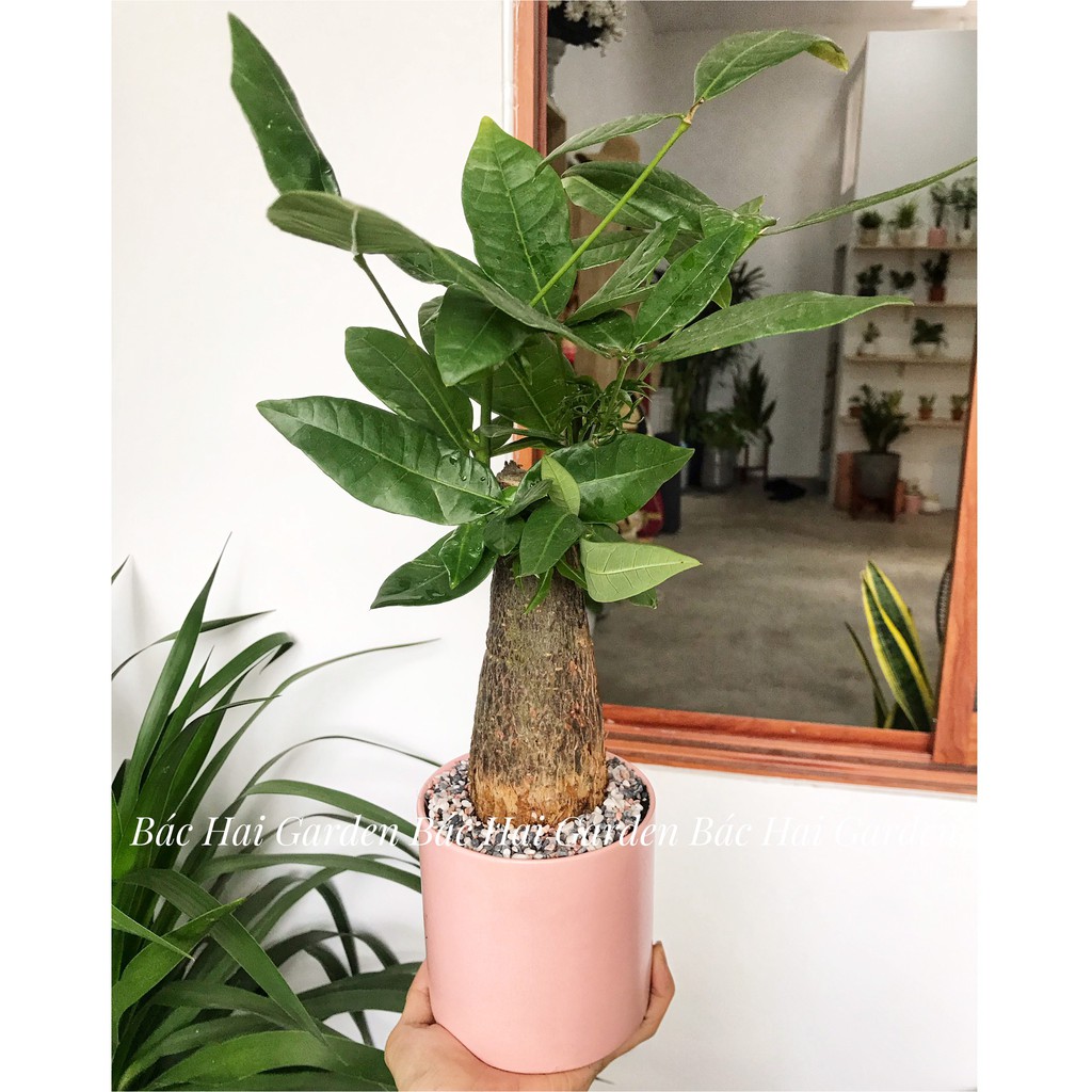 Kim ngân củ để bàn kèm chậu men sứ cao cấp- Cây nội ngoại thất