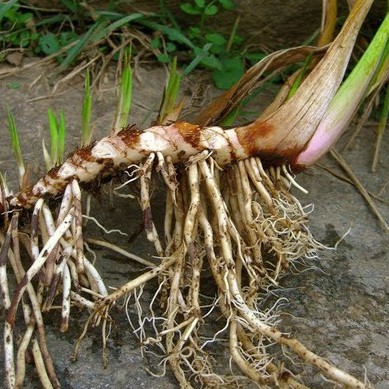 Thủy xương bồ khô thượng hạng JINDO 1kg