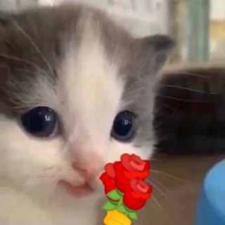 caodutcanxioxit