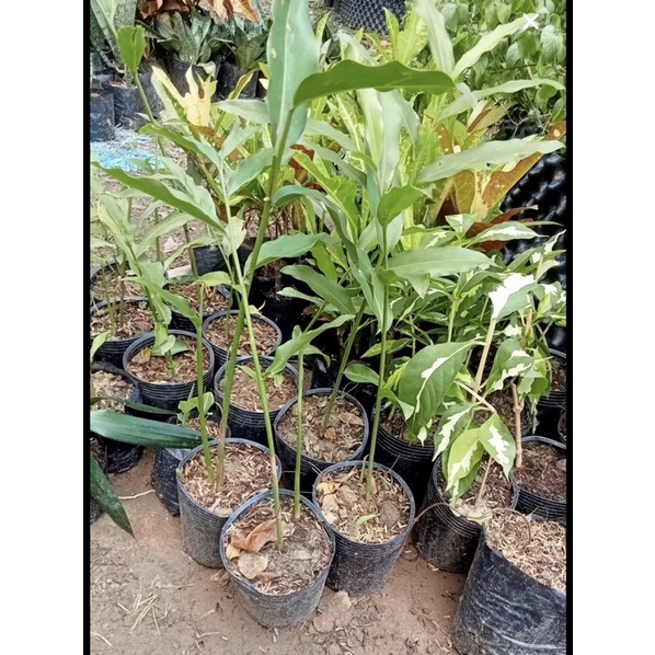 Củ Riềng làm giống | Shopee Việt Nam