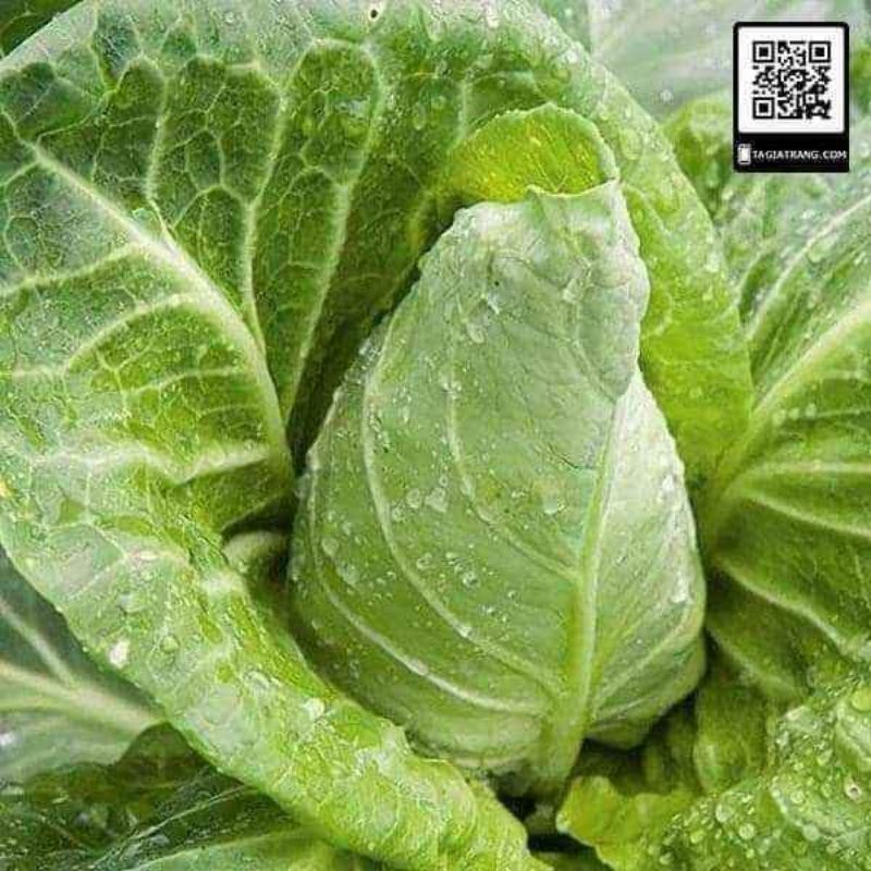 💥Hạt giống bắp cải trái tim f1 nhập khẩu💚 Mới Lạ, Cực Ngon💚 siêu dễ trồng