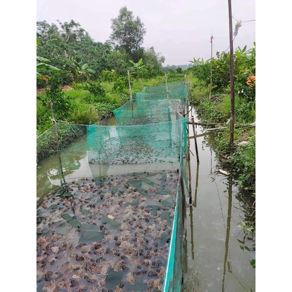 Tráng, lồng, vèo nuôi ươm ốc, cá, trạch lấu (bền đẹp chắn chắn , máy 2 đường chỉ )