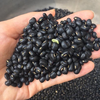 [Rẻ vô địch] [Có sẵn]  500G ĐẬU / ĐỖ CÁC LOẠI : ĐẬU XANH / ĐỎ/ ĐEN XANH LÒNG / PHỘNG / NÀNH/GÀ