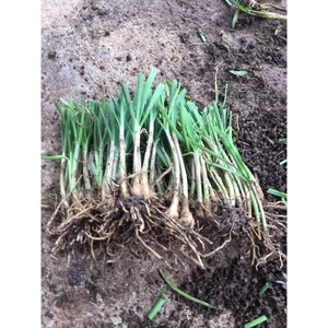 gốc hẹ giống (1kg củ hẹ trồng lấy lá ăn )