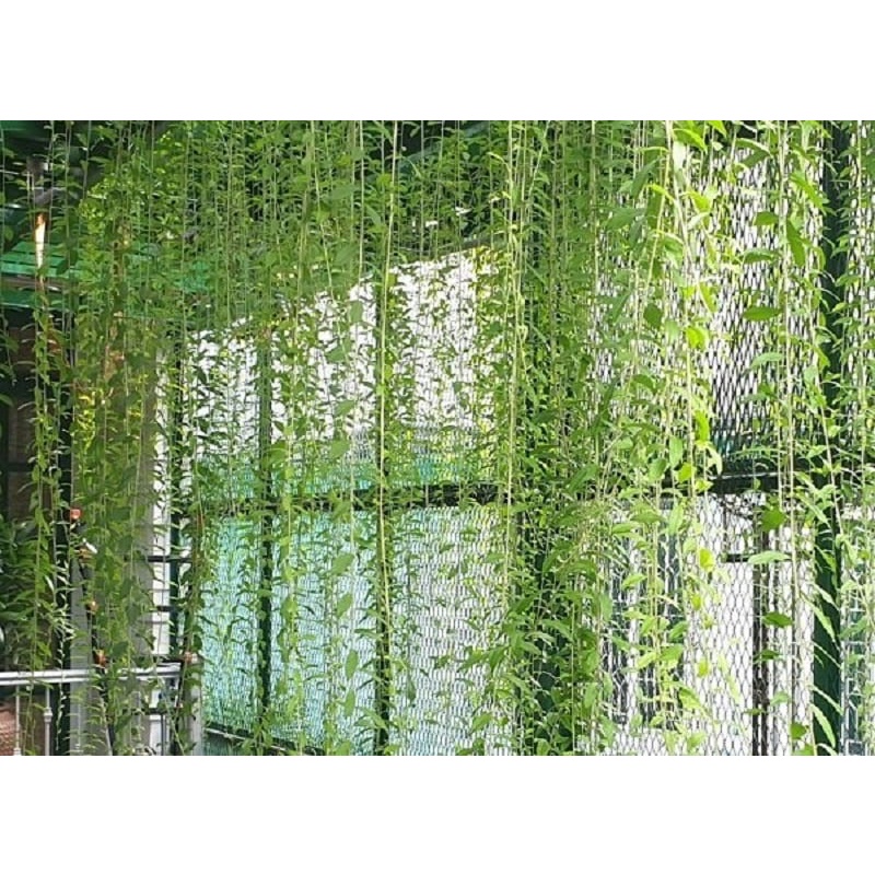 Chậu 4-5 cây giống cúc tần Ấn Độ leo, rủ tạo rèm che nắng tự nhiên ...