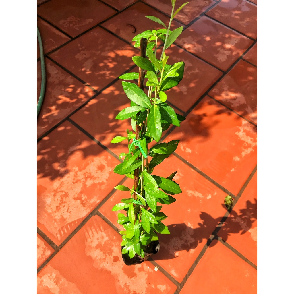 Cây cúc tần ấn độ ( Cây Buông Rủ ) cây Cao 30-35cm, thân leo lá sum xuê ...
