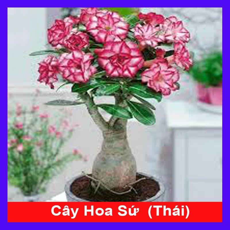 Hoa Sứ Thái Kép (Hoa Hồng) - cây cảnh trong nhà