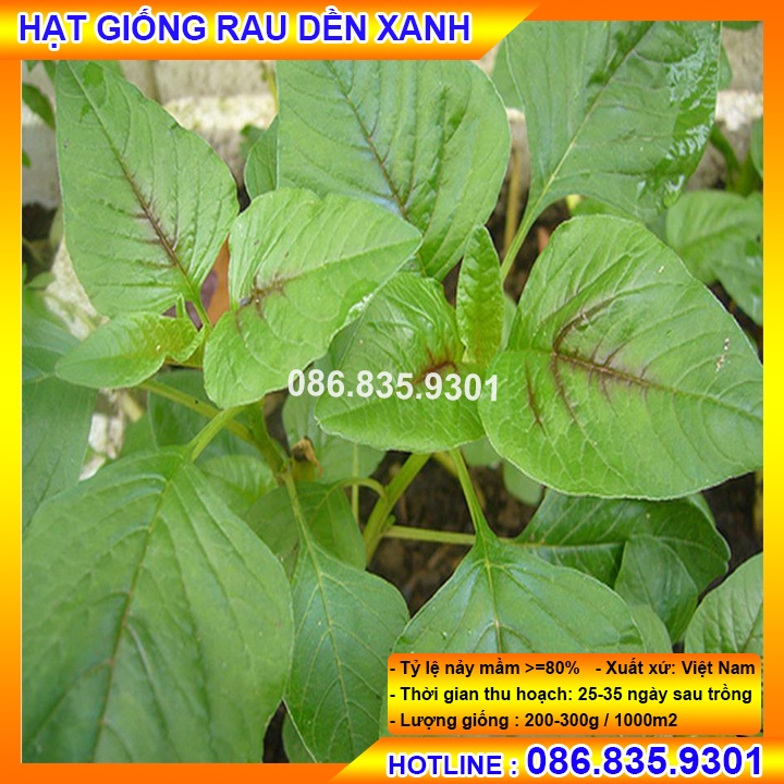 [Có sẵn] HẠT GIỐNG RAU RỀN XANH CHẤT LƯỢNG TỐT, NHANH NẢY MẦM DỄ TRỒNG ...