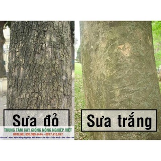 Cây Sưa Đỏ Lõi Đỏ Cao 1m .