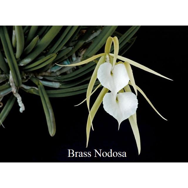 Hoa Lan Brass (Brassavola) Nữ Hoàng Bóng Đêm (Giai Nhân Trong Bóng Đêm)  Hương Thơm Tuyệt Đỉnh Về Đêm | Shopee Việt Nam
