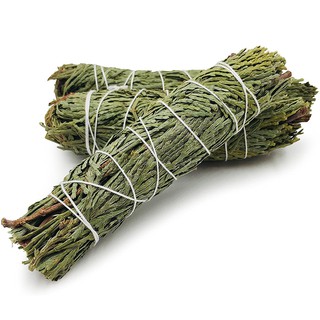 Tuyết Tùng - Cedar (Bó 10-12 cm) (Mystic House Tarot Shop) - Sản Phẩm Authentic Chính Hãng 100%