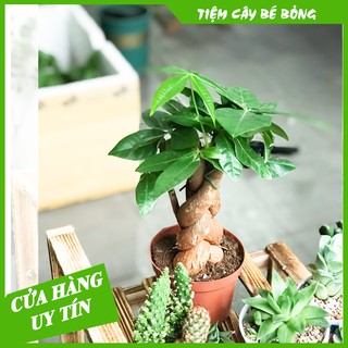Cây Kim Ngân Xoắn để bàn(mang ý nghĩa phong thuỷ và lọc không khí)