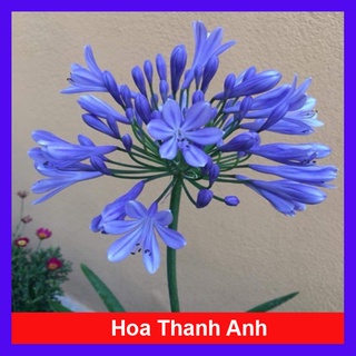 Củ Hoa Thanh Anh - cây cảnh để bàn