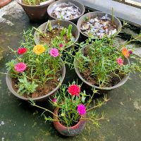 trangpham08111987