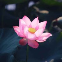 mai_ngoc_lien