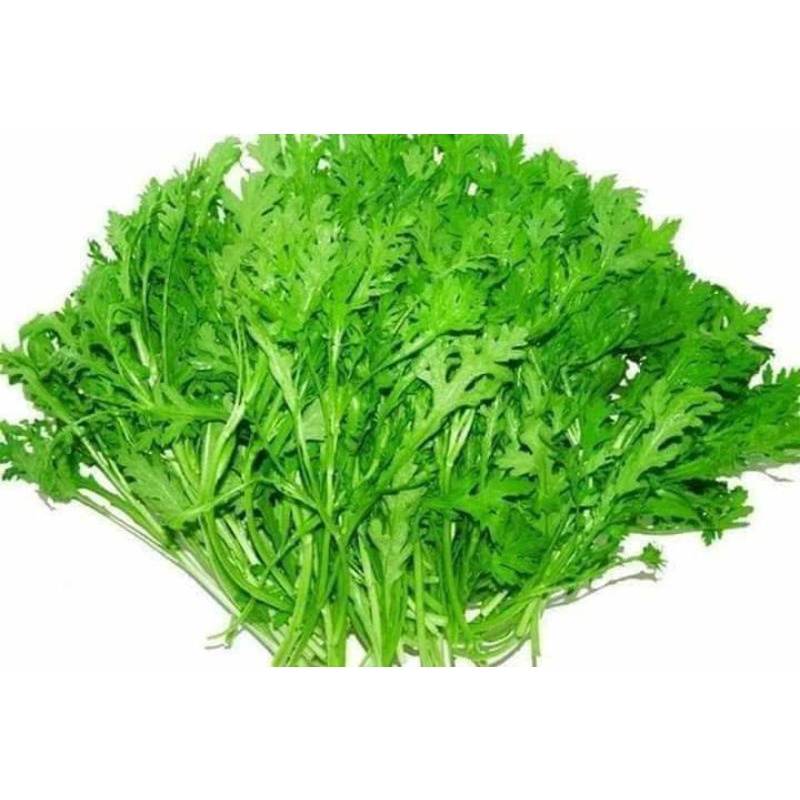 Hạt Giống Rau Cải Cúc f1 ( Tần Ô) 🤗 Siêu Nảy Mầm 🥬 năng suất cao