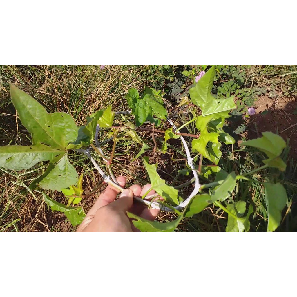 Cây chìa vôi khô cao cấp JINDO 1kg