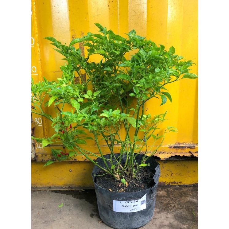 ỚT XIÊM XANH CÓ SẴN HOA TRÁI | Shopee Việt Nam