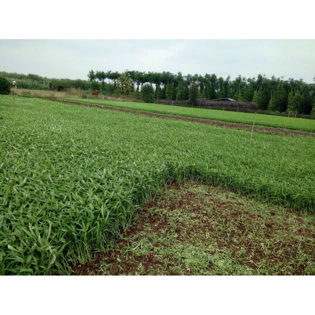 Hạt Giống Rau Ăn Lá Năng Suất Cao