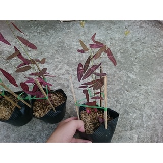 Cây cánh bướm đỏ - Cây cảnh để bàn