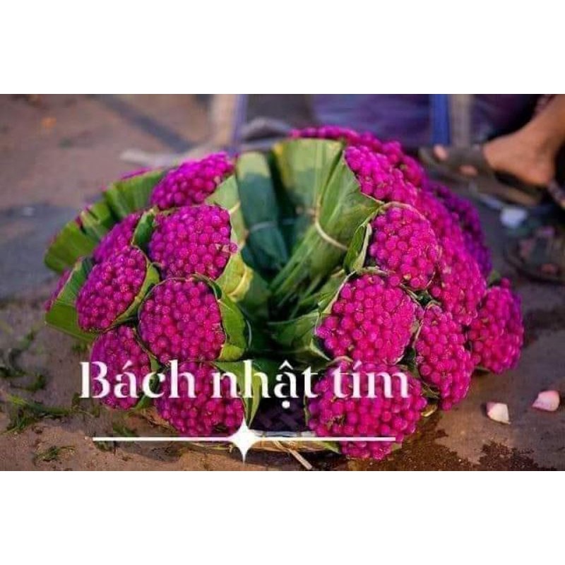 200 hạt giống hoa cúc bách nhật tím đậm ❤️Siêu Xinh❤️ nảy mầm cực đỉnh