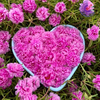 Cành Hoa Mười Giờ Cành Thái Kép MÀU HỒNG VẰN MỚI Cành Tơ Siêu Khỏe Ra Rễ Sau 3 Ngày💐