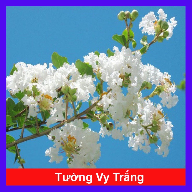 Cây tường vy hoa trắng - cây cảnh đẹp mau phát triển
