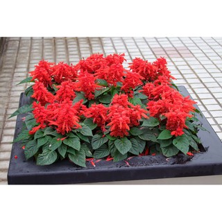 ⚡️HẠT GIỐNG HOA XÁC PHÁO ĐỎ ĐÀ LẠT⚡️ TỈ LỆ NẢY NẦM TRÊN 90% GÓI 50 HẠT