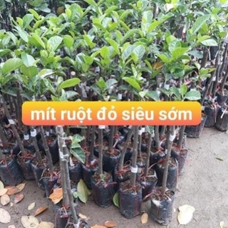 Cây mít ruột đỏ chuẩn giống cây F1 không sâu bệnh cho quả sau hơn một năm, quả ngọt múi có màu đỏ bên trong có mật .