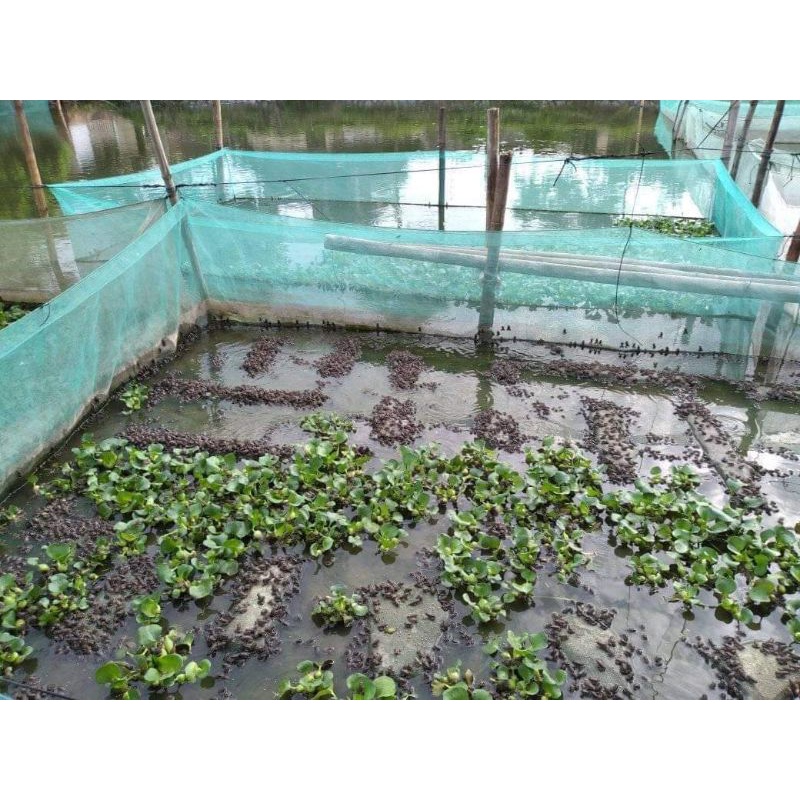 Tráng, lồng, vèo nuôi ươm ốc, cá, trạch lấu (bền đẹp chắn chắn , máy 2 đường chỉ )