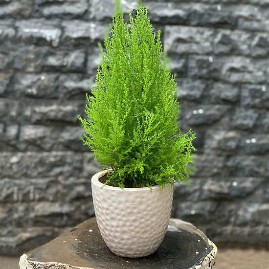 Cây tùng thơm cao 30-50 cm trang trí noel